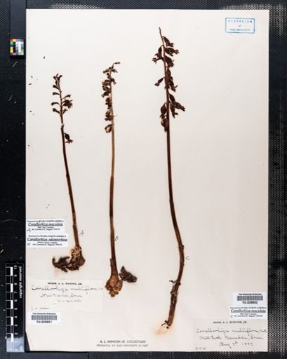 Corallorhiza multiflora