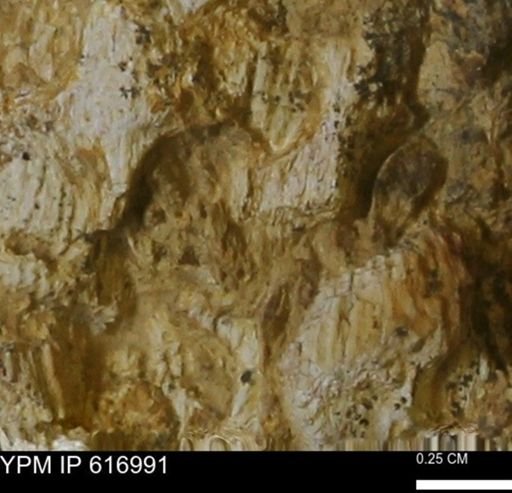 Teredo sp.