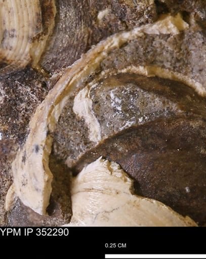 undet. Bivalvia