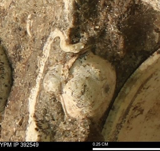 Protocardia subquadrata
