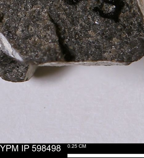 Limopsis striatopunctatus