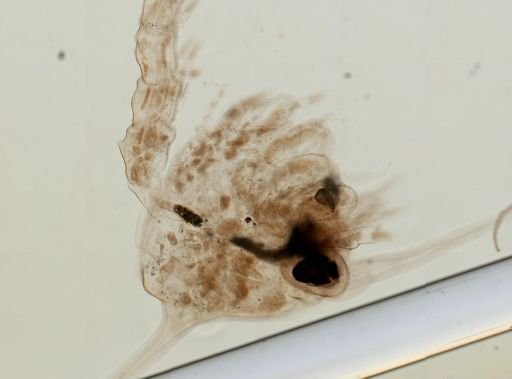 Brachyura