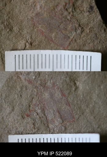undet. Arthropoda