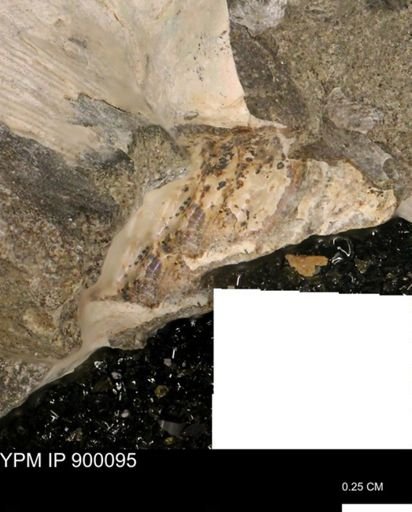 Hoploscaphites sp.