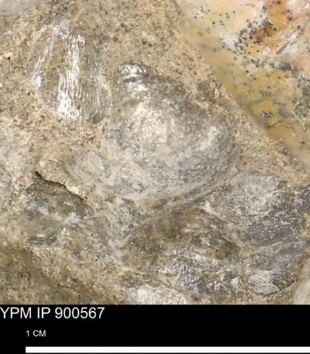 Anomia gryphorhyncha