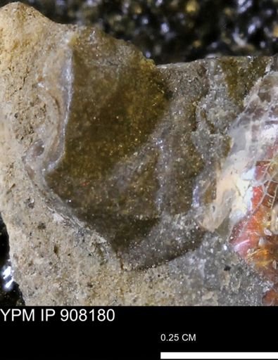 undet. Mollusca