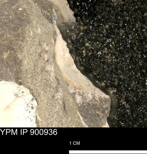 undet. Mollusca