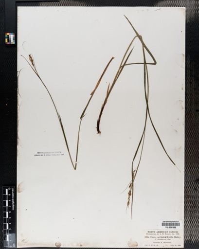Carex arctata