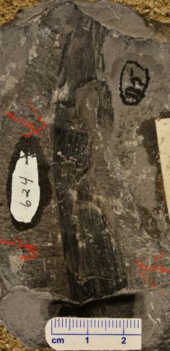 Calamites sp.