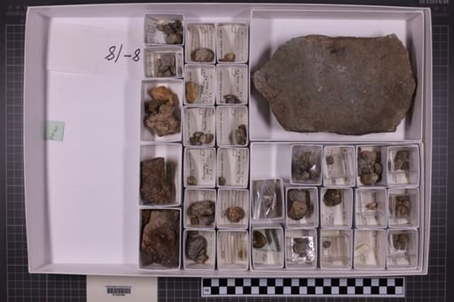 mixed taxa, stratigraphic collection