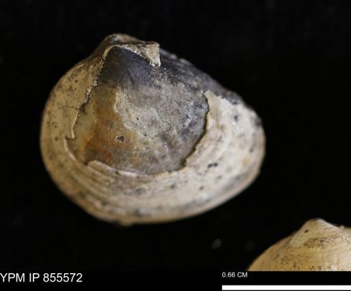 Limopsis striatopunctatus