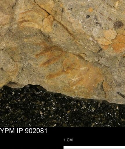 undet. Mollusca
