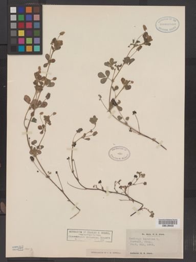 Medicago lupulina