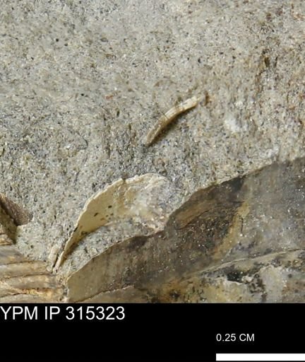 undet. Mollusca