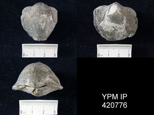 Desquamatia (Independatrypa) sp.