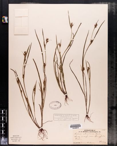 Scleria reticularis