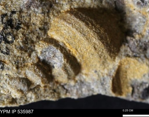 Goniobasis tenuicarinata