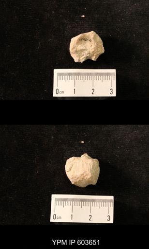 Productus cf. redesdalensis