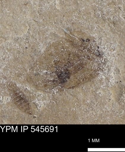 Coleoptera?