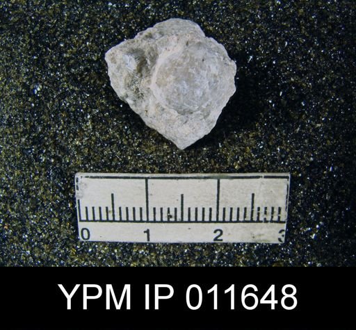 Marginifera cristobalensis