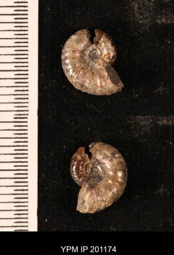 Hoploscaphites comprimus