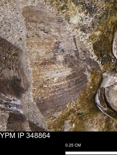 Limopsis striatopunctatus