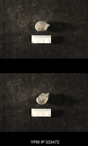 undet. Platyceratoidea