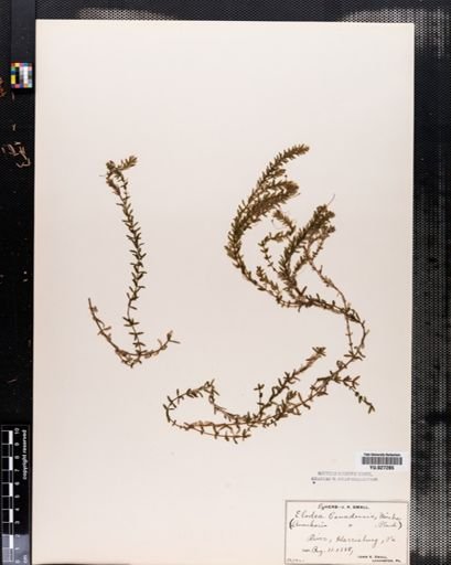 Elodea canadensis
