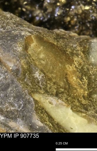 undet. Mollusca