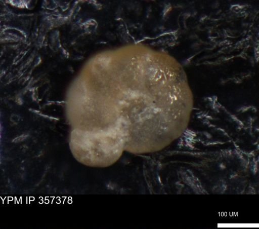 undet. Foraminiferida