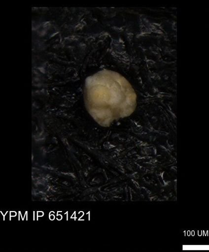undet. Foraminiferida