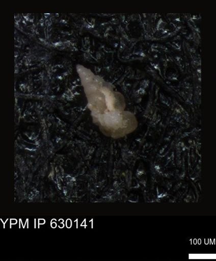 undet. Foraminiferida