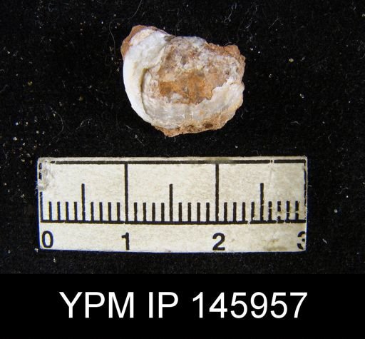 Marginifera sp.