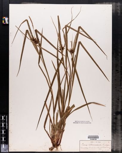 Carex intumescens