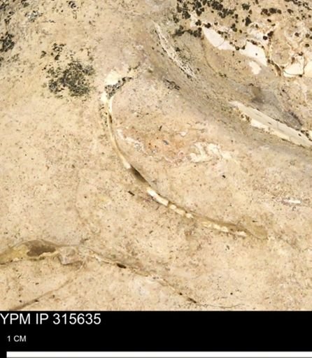 Baculites eliasi