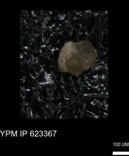 undet. Foraminiferida