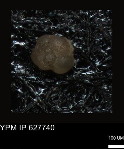 undet. Foraminiferida