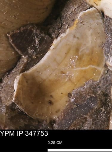 undet. Bivalvia