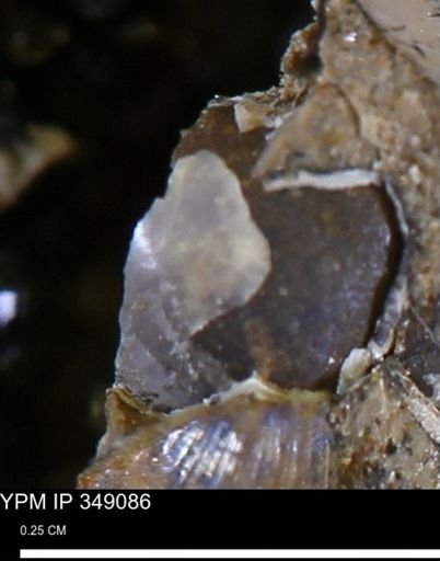 undet. Bivalvia