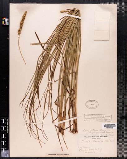 Carex setacea