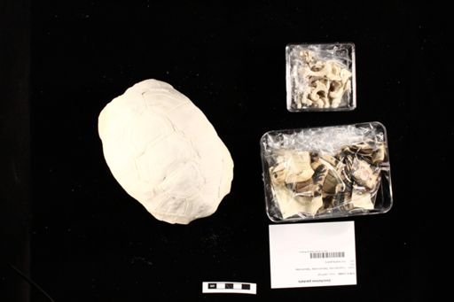Geochelone pardalis