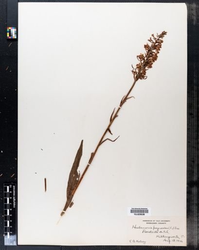 Habenaria psycodes