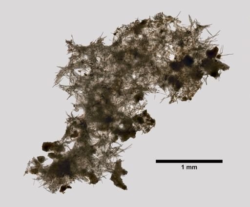 Siphonodictyon mucosa