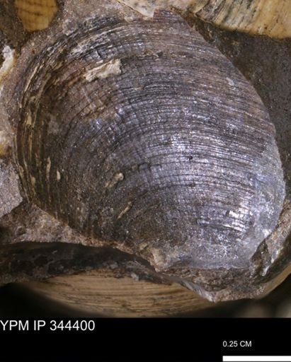 Limopsis striatopunctatus