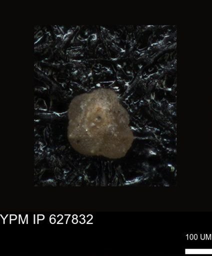 undet. Foraminiferida