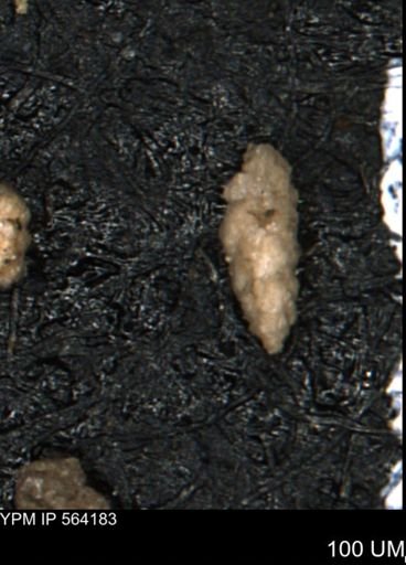 Verneuilina canadensis
