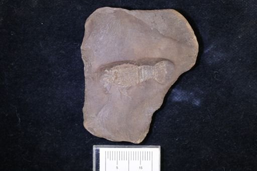 Pygocephalus gracilis