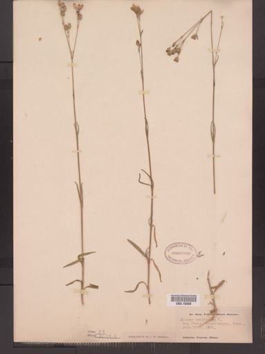 Silene antirrhina