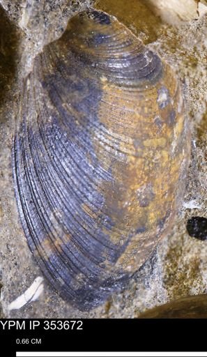 Limopsis striatopunctatus