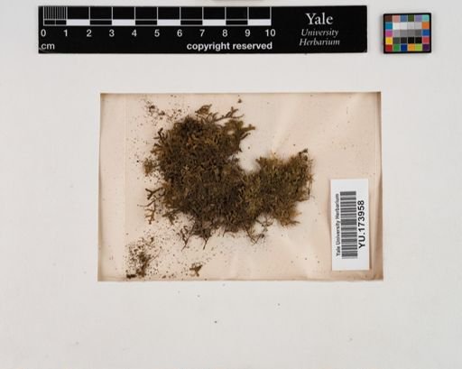Plantae